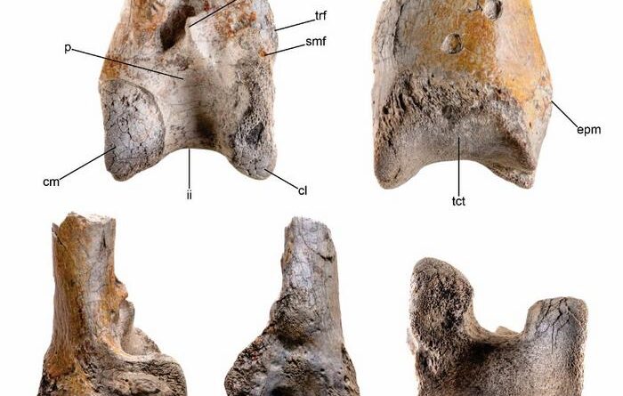 It is only part of the left tibiotarsus, but it shows that its owner was a fearsome bird larger than any found before.