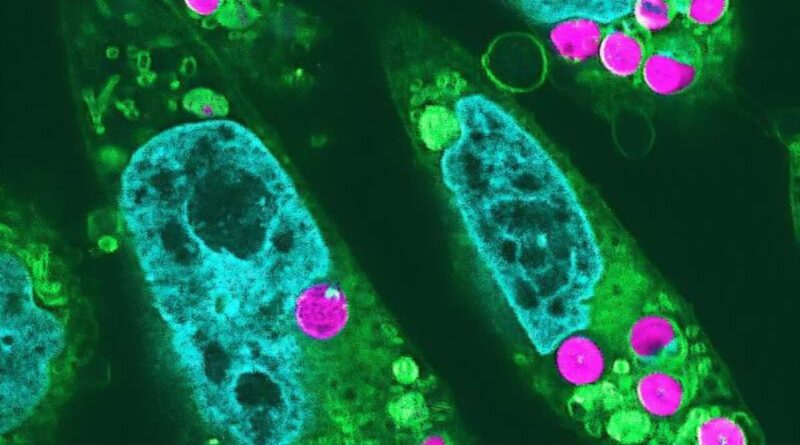 Chloroplasts in animal cells