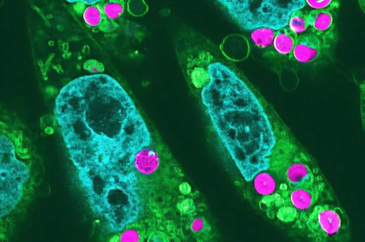 Chloroplasts in animal cells